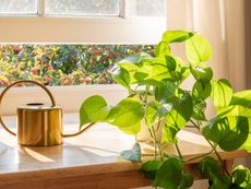 Sun Shining On Potted Pothos Houseplant