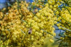 A bee on a yellow flower