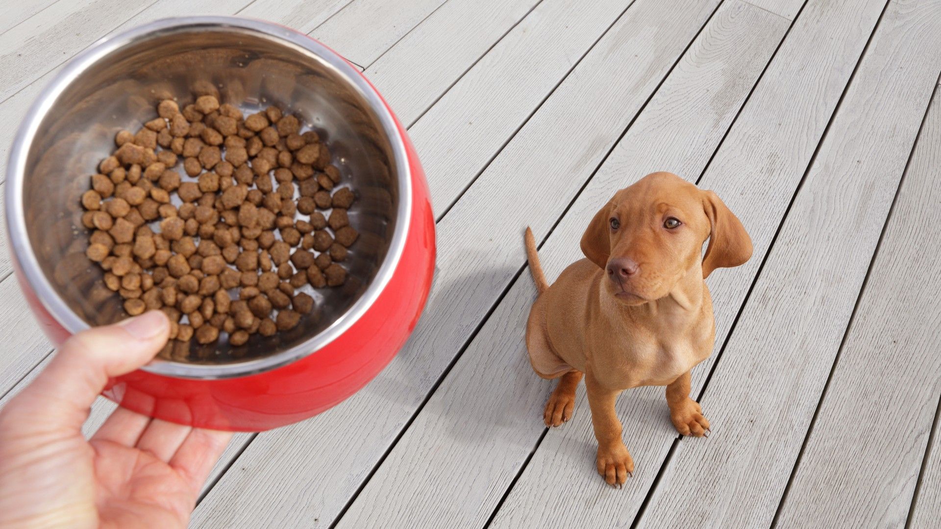 Changing dog food How to transition dog food safely PetsRadar