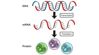 This illustration shows "central dogma," with DNA informing messenger RNA, which serves as a roadmap for protein production in cells.