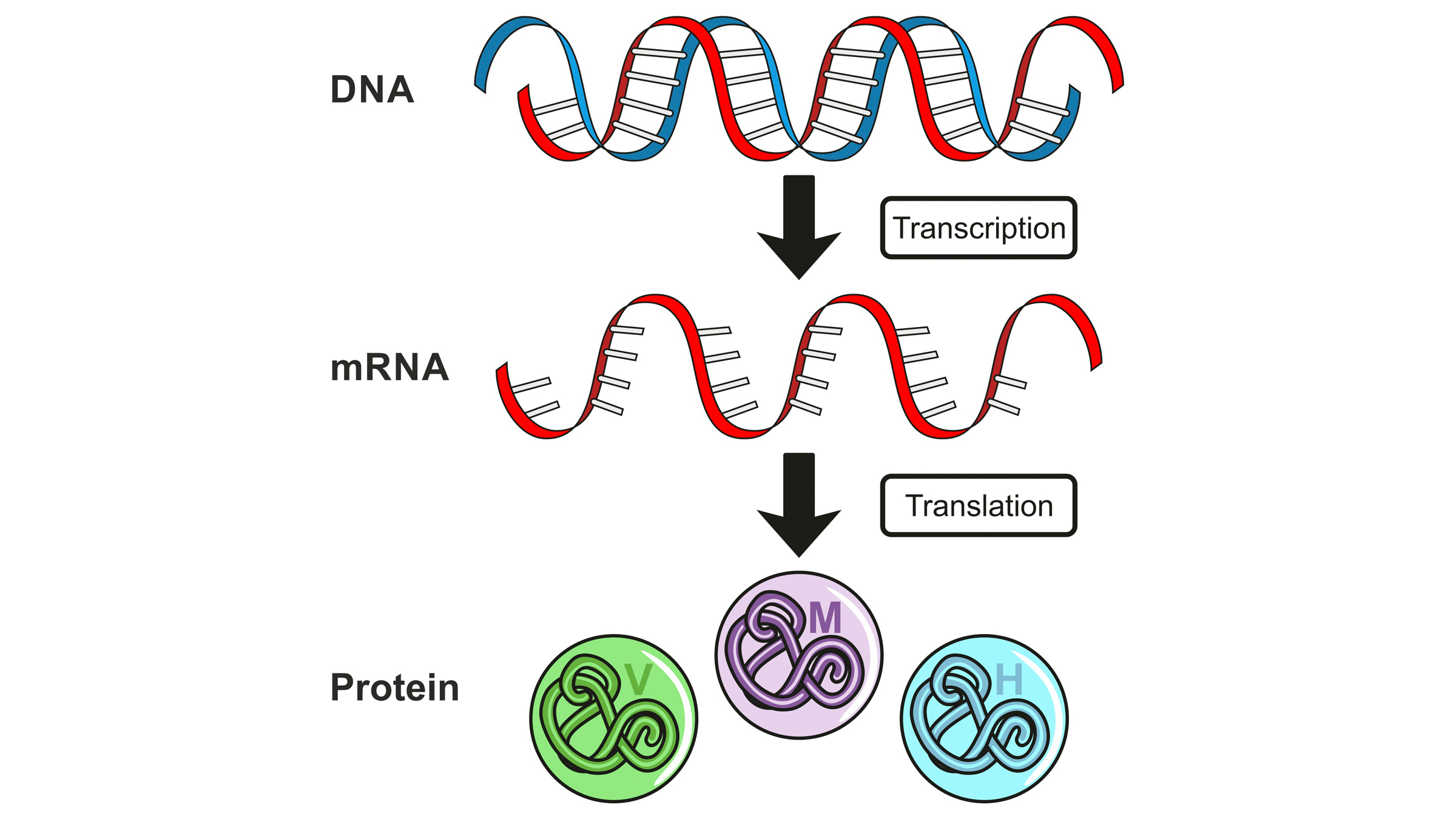 This illustration shows "central dogma," with DNA informing messenger RNA, which serves as a roadmap for protein production in cells.