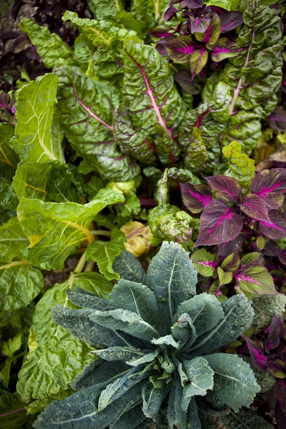 Chard Companion Plants - Tips On Companion Planting With Chard | Gardening  Know How