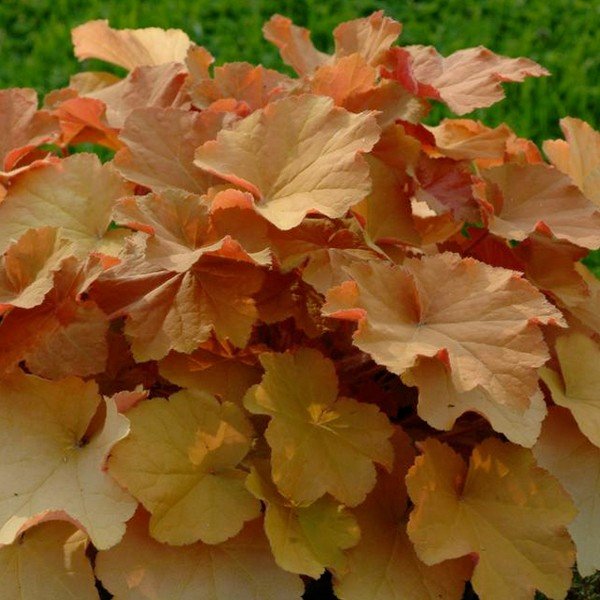 Caramel Coral Bells - #1 Container