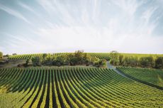 Colgin Cellars: IX estate vineyard