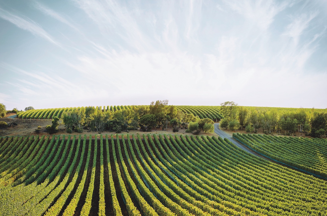 Colgin Cellars: IX estate vineyard