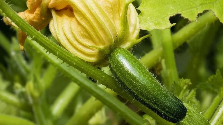 growing courgettes: how to grow courgettes