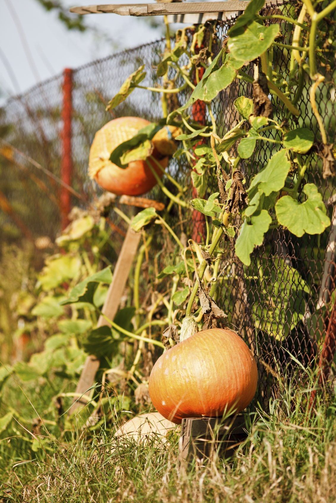 Pumpkin Trellis