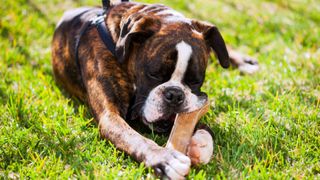 Boxer dog chewing on bone