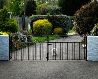 a dog behind a gate