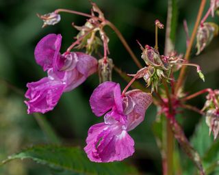 Himalayan Balsam, also known as policeman's helmet