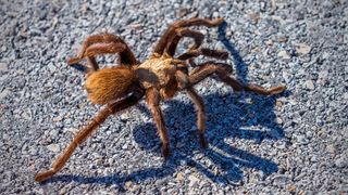 A telephoto close-up digital image of a Texas brown tarantula with its shadow on the asphalt road in Big Bend National Park