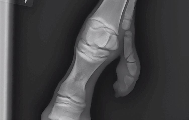 fifth-leg-3.jpg