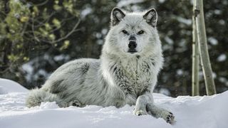 The gray wolf (Canis lupus) is a species of canid native to the wilderness and remote regions of North America.
