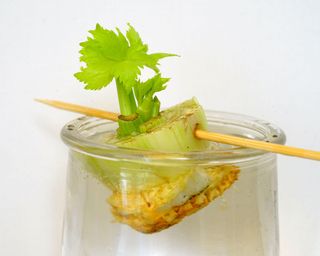 Rooting a celery stub in water in a glass jar