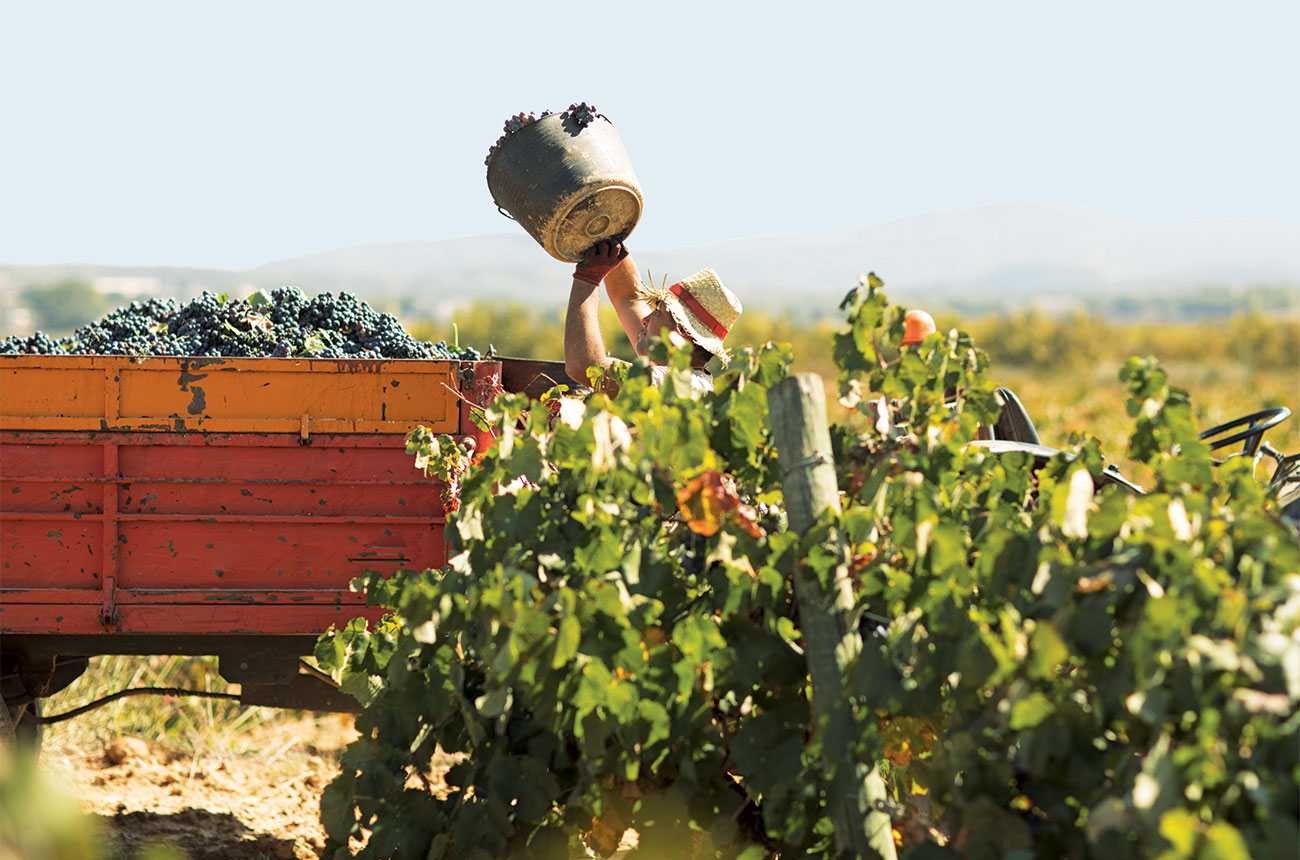 Utiel Requena harvest