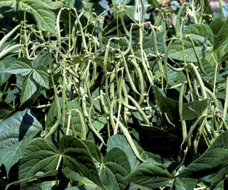 Bush bean plants full of pods