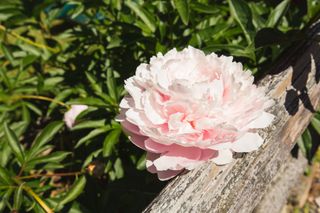 a peony flower in the sunshine