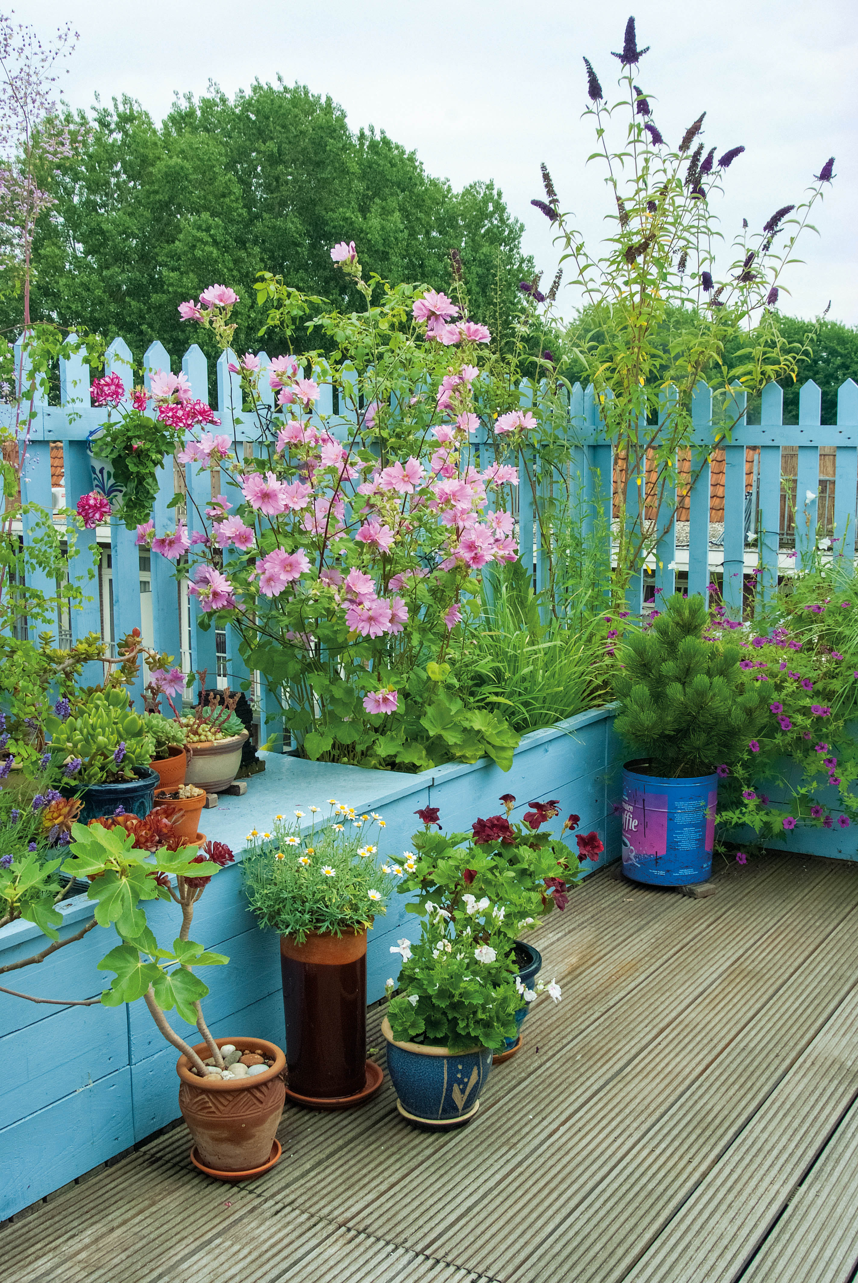 Container gardening on a decking area