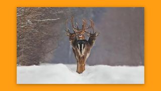 Deer optical illusion