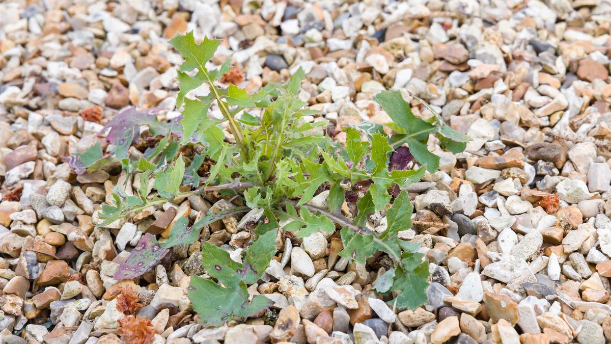 large weed growing through gravel