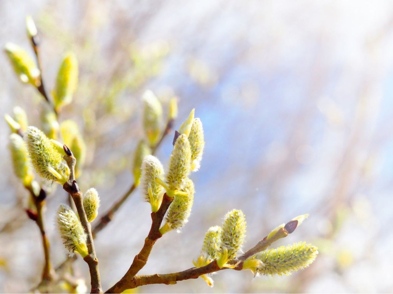 Pussy willow catkins on a tree