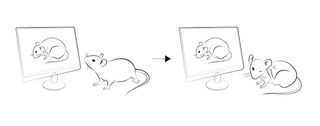 Itching is socially contagious among mice. They even "catch" an itch after watching a video of another mouse itching itself.