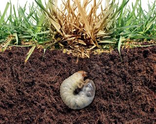 How to get rid of lawn grubs