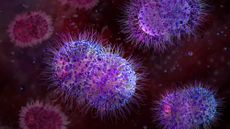 A close up of purple spiky virus balls in a blood vessel