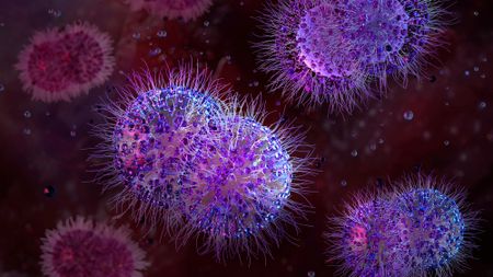 A close up of purple spiky virus balls in a blood vessel