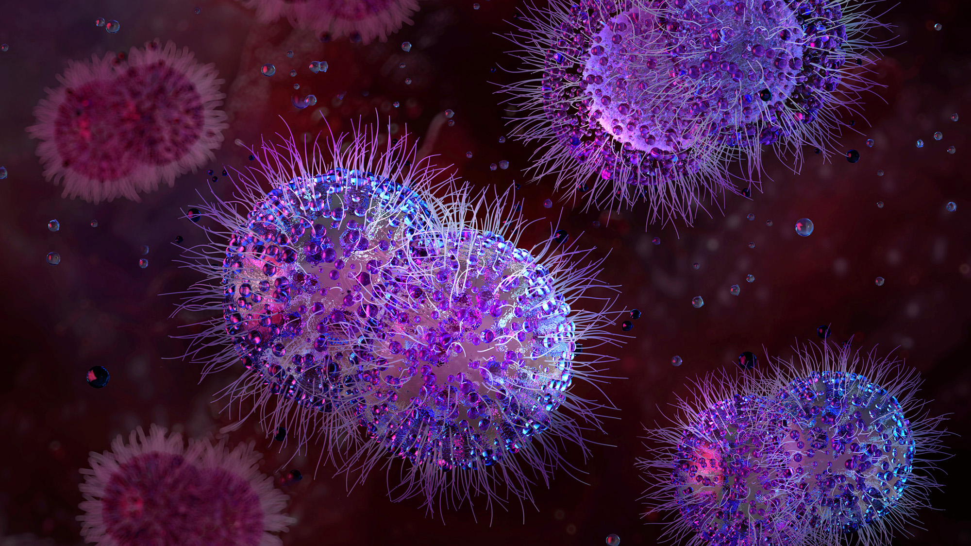 A close up of purple spiky bacterial cells floating near one another