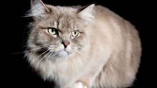 Popular cat breeds