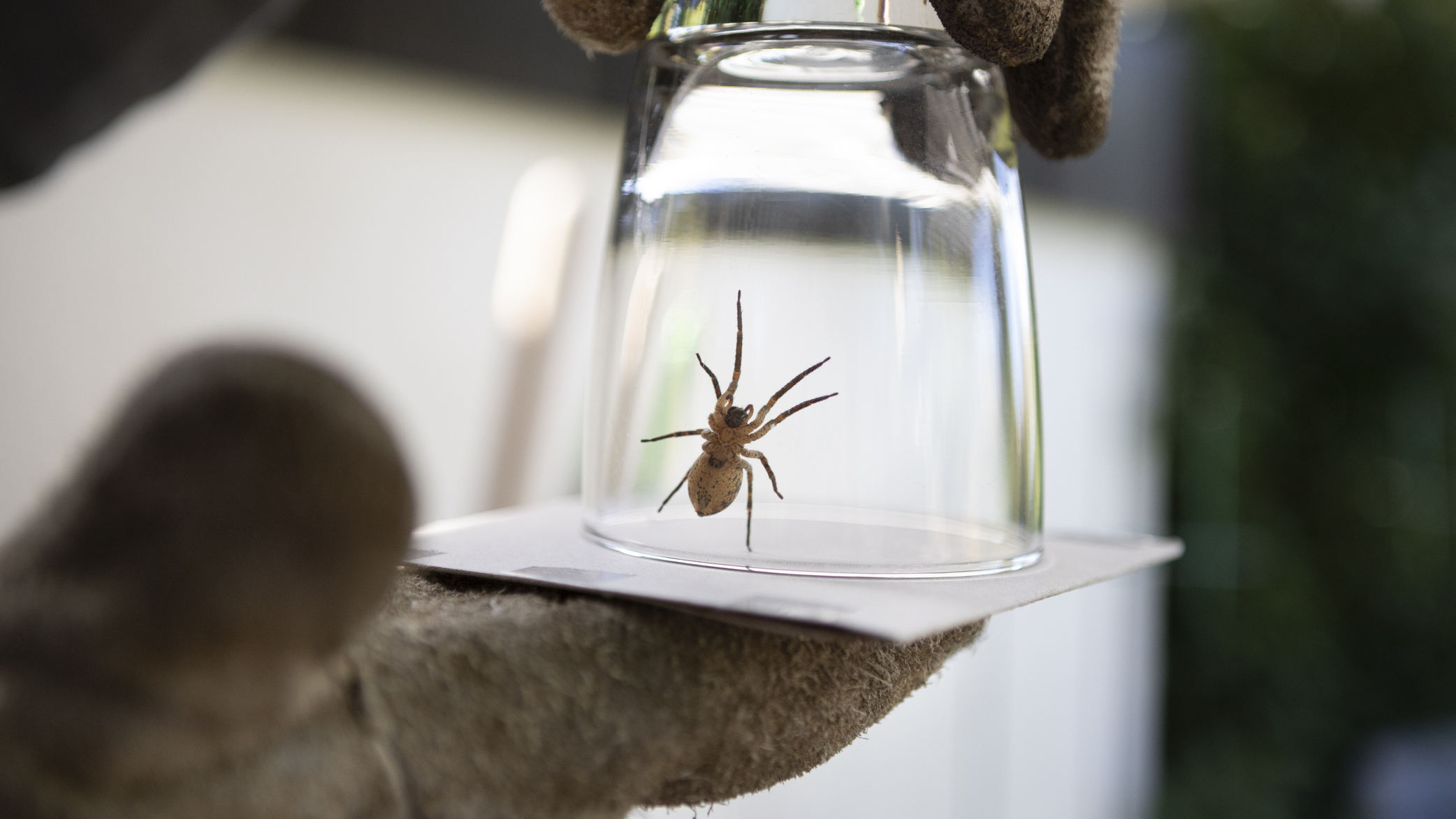 A person wearing gloves catches a spider between a glass and a piece of cardboard.