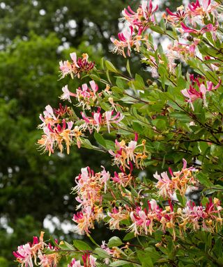 'Serotina' honeysuckle in bloom