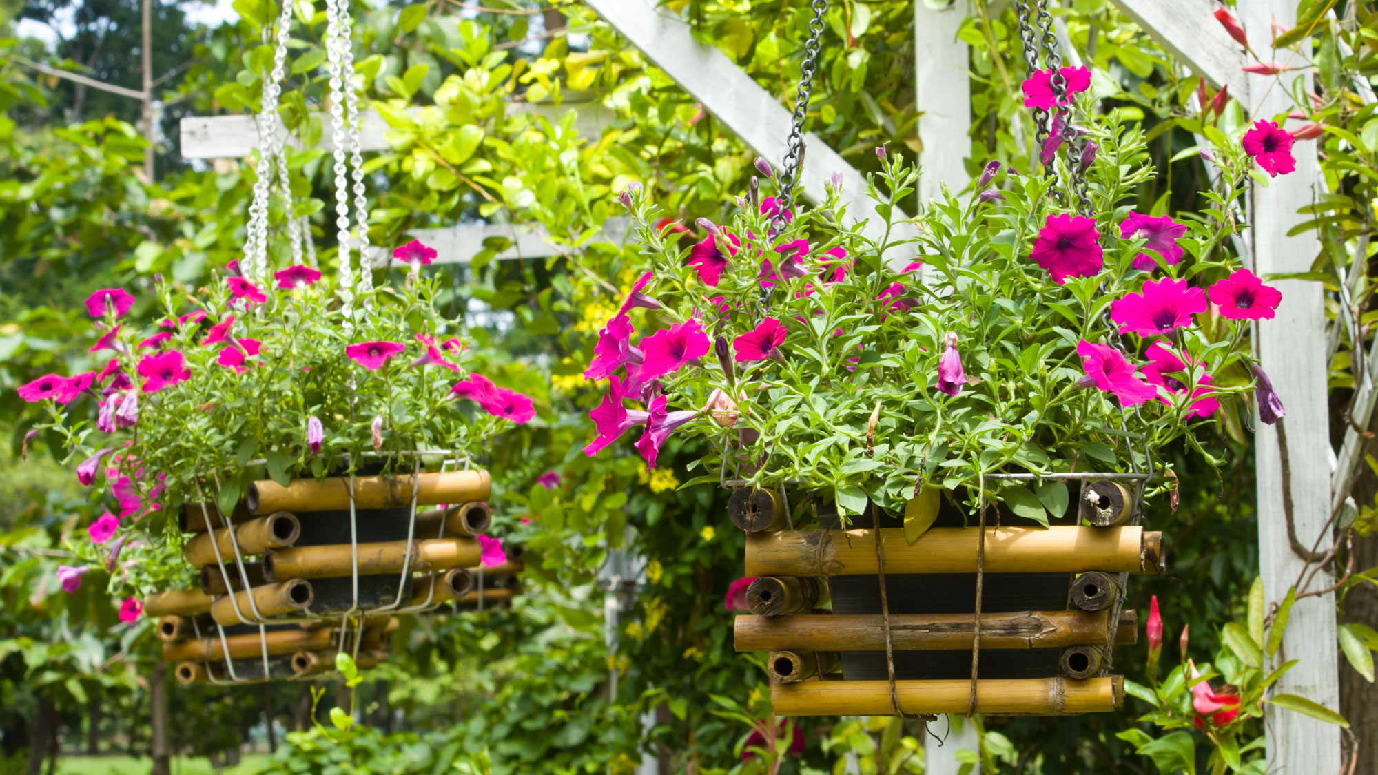 bamboo hanging baskets with pink petunias