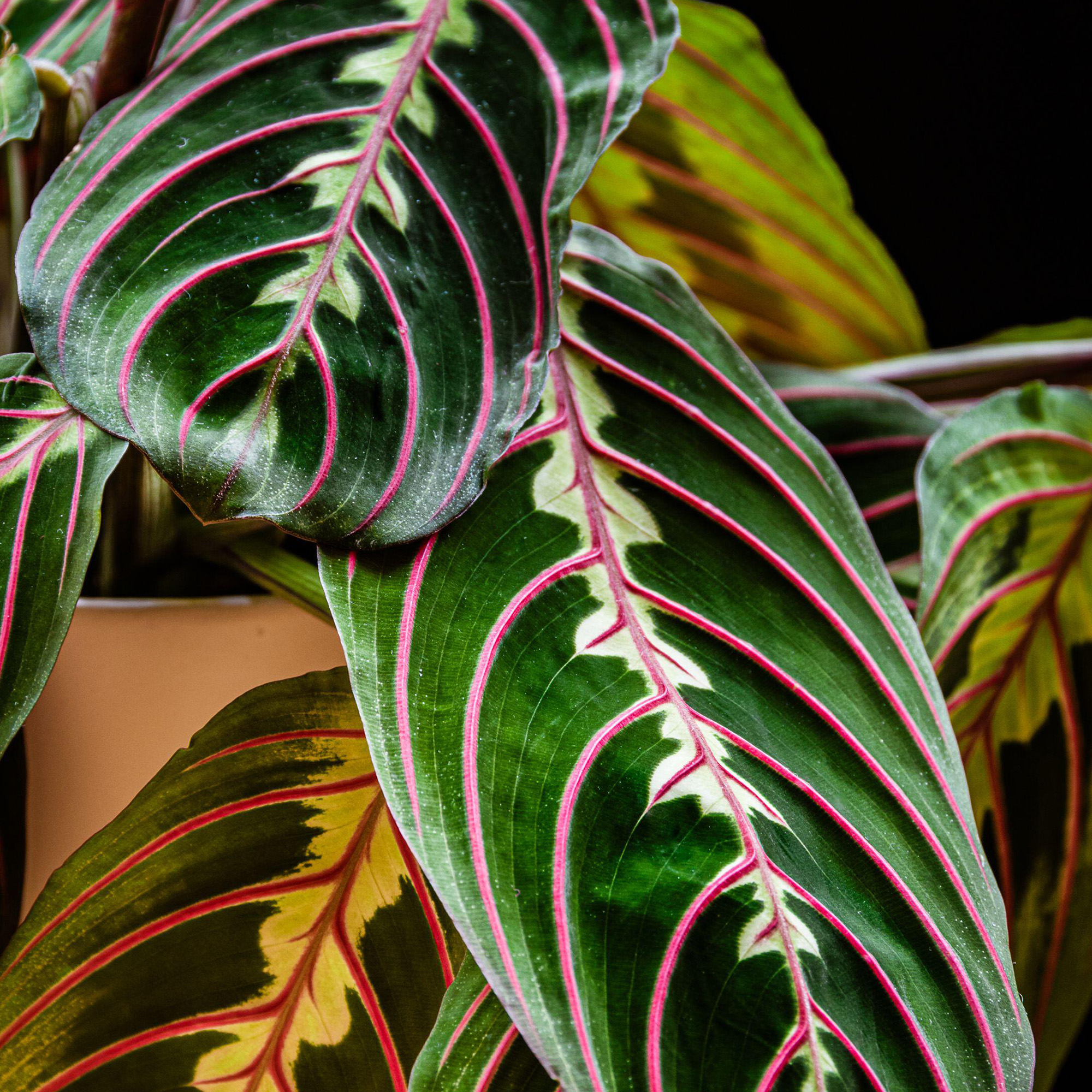 Close-up on the leafs of a prayer plant on a dark background