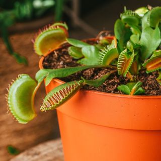 Venus flytrap in plant pot