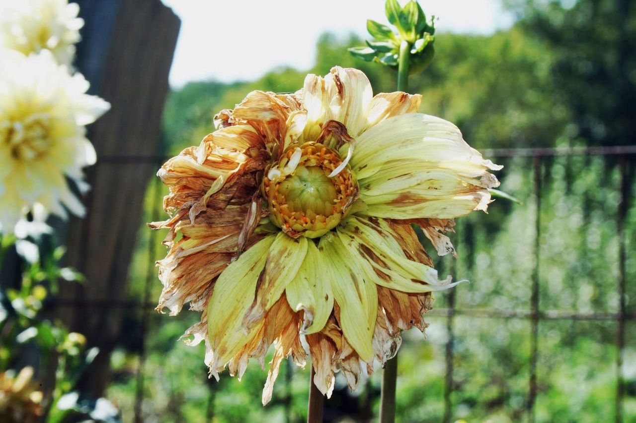 Diseased Dahlia Flower