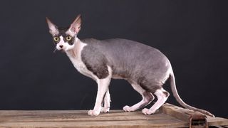 Cornish Rex cat