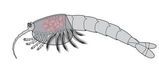 An illustration of the 508-million-year-old Waptia fieldensis showing the eggs brooded between the inner surface of the carapace and the body.