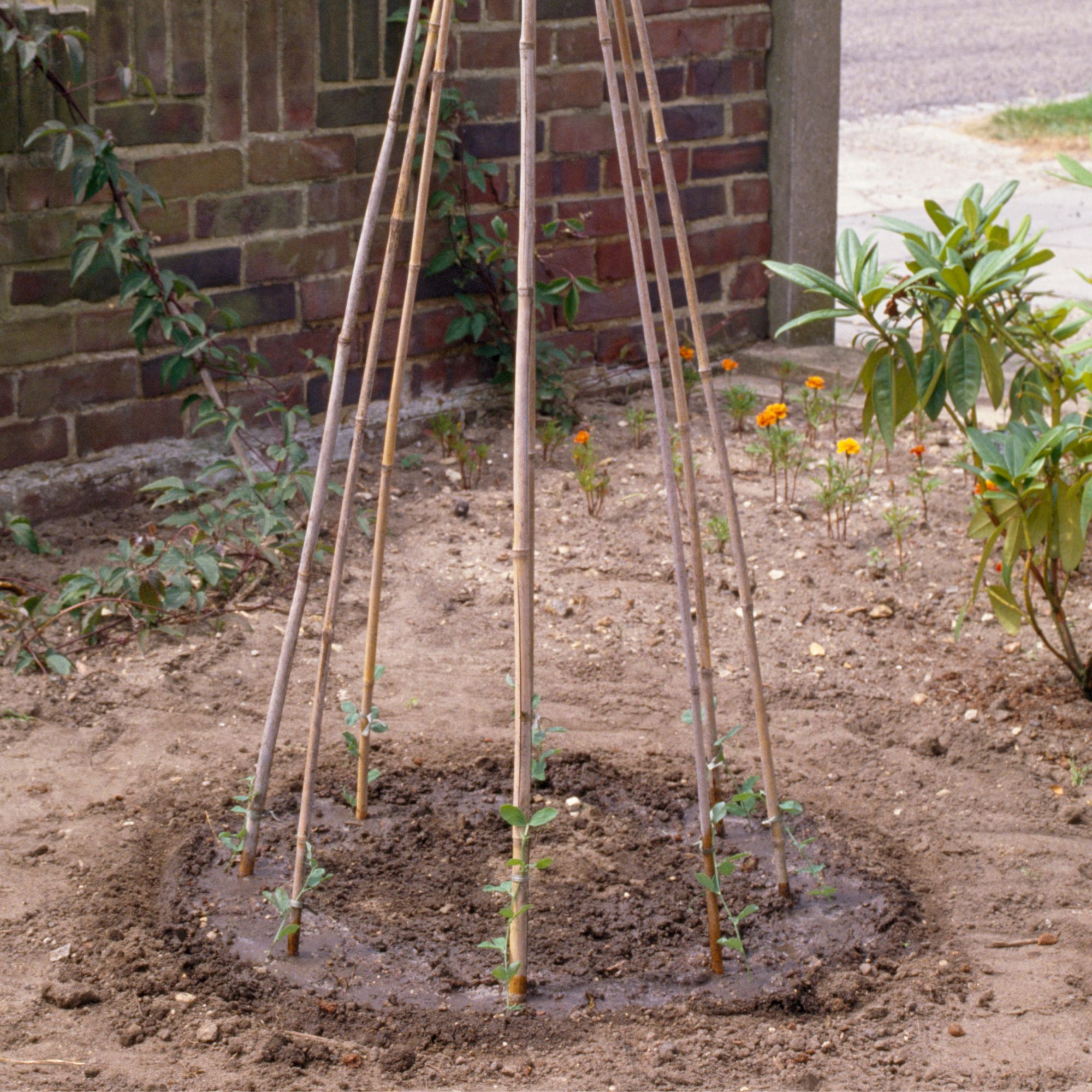 garden wigwam in soil