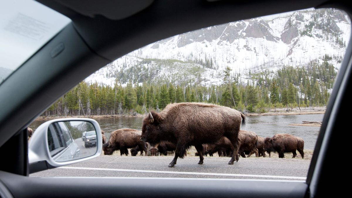 Bison on road at Yellowstone National Park, seen through car window