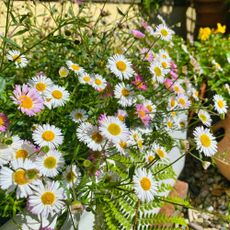 Erigeron karvinskianus flowers growing in pot in garden