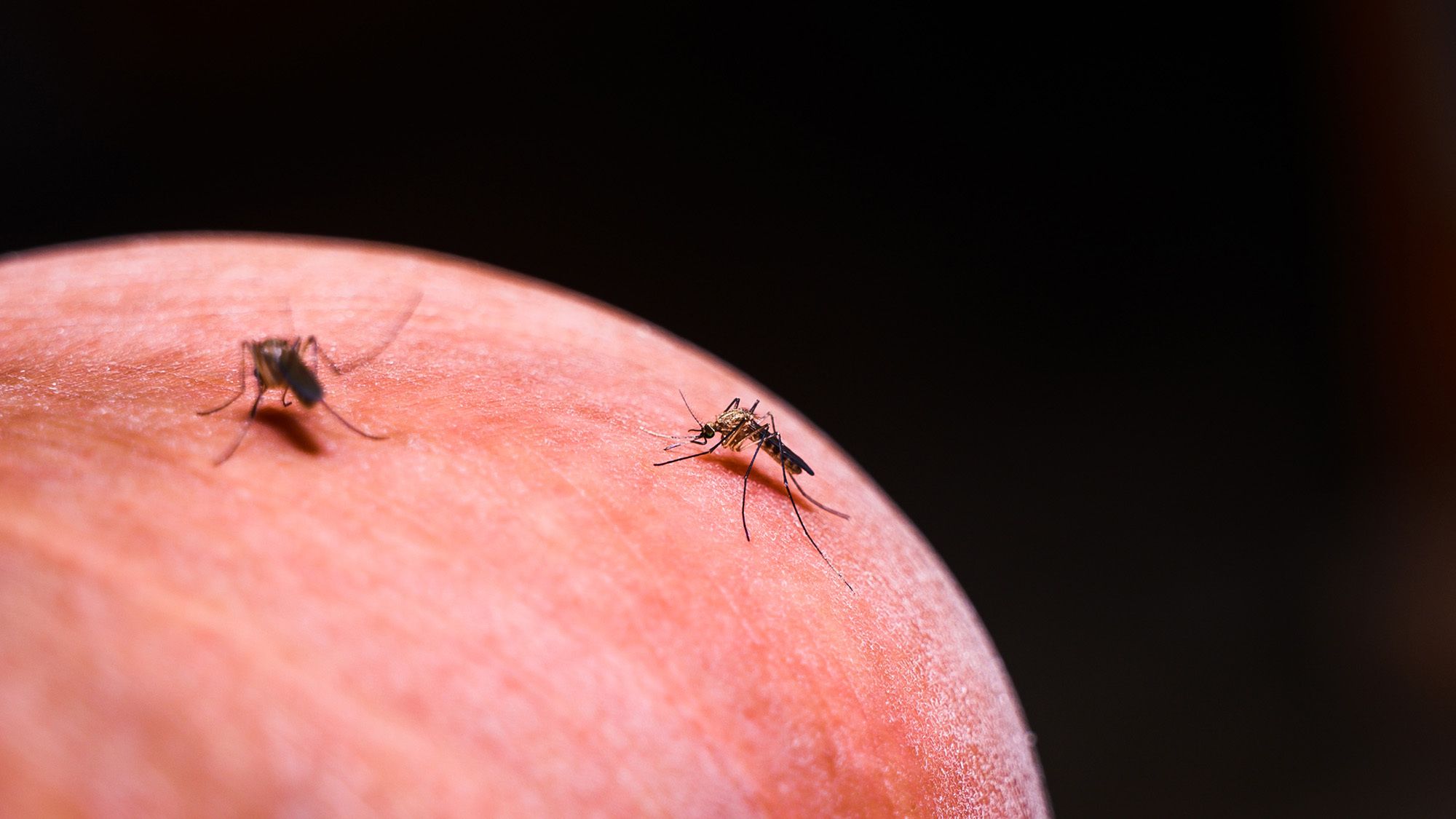Malaria had nearly been eliminated around a giant dam in the Amazon — but then it came roaring back. Experts just discovered why. Malaria had nearly been eliminated around a giant dam in the Amazon — but then it came roaring back. Experts just discovered why.