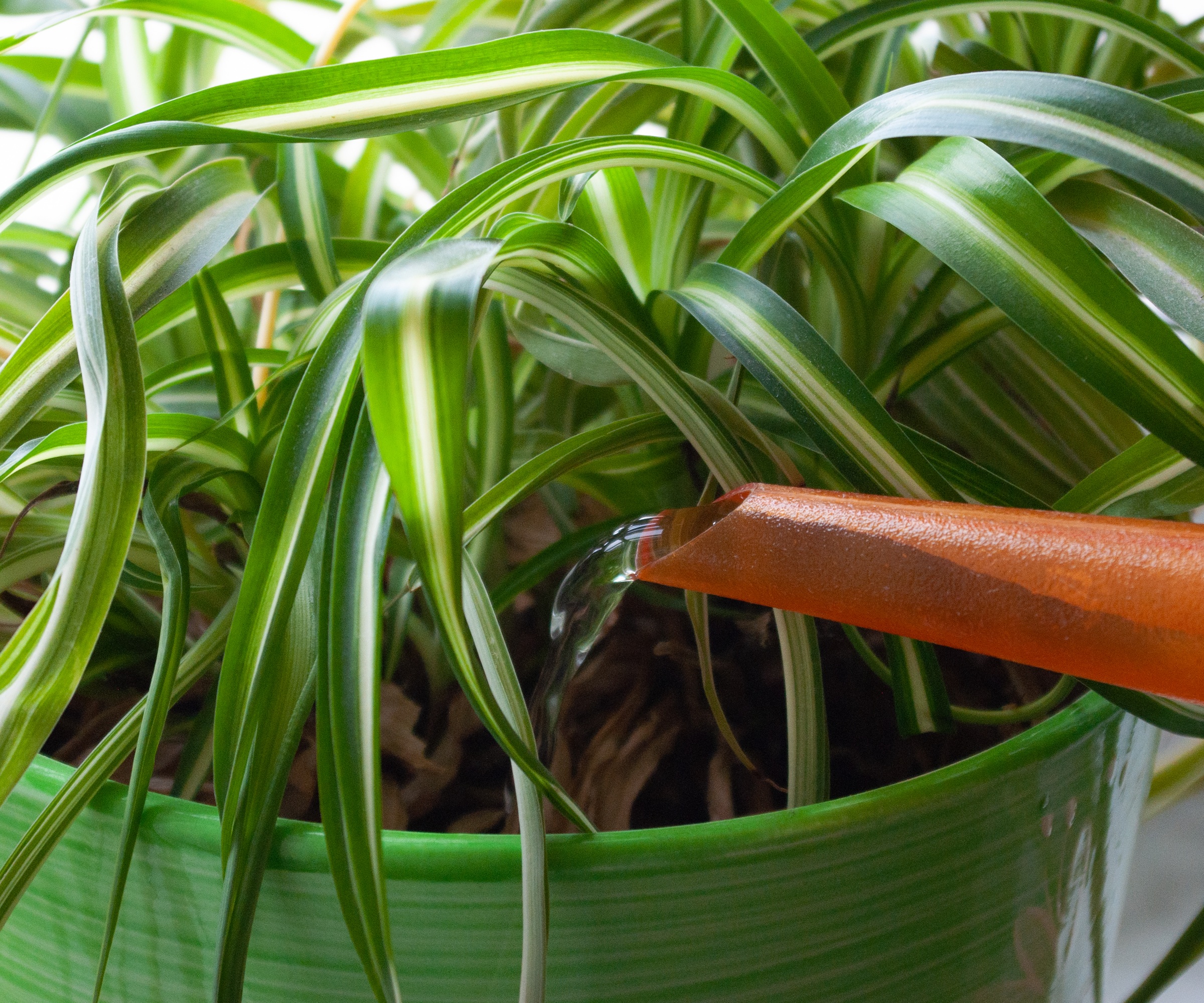 watering spider plant with watering can
