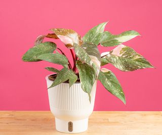 A variegated pink and green philodendron against a pink wall