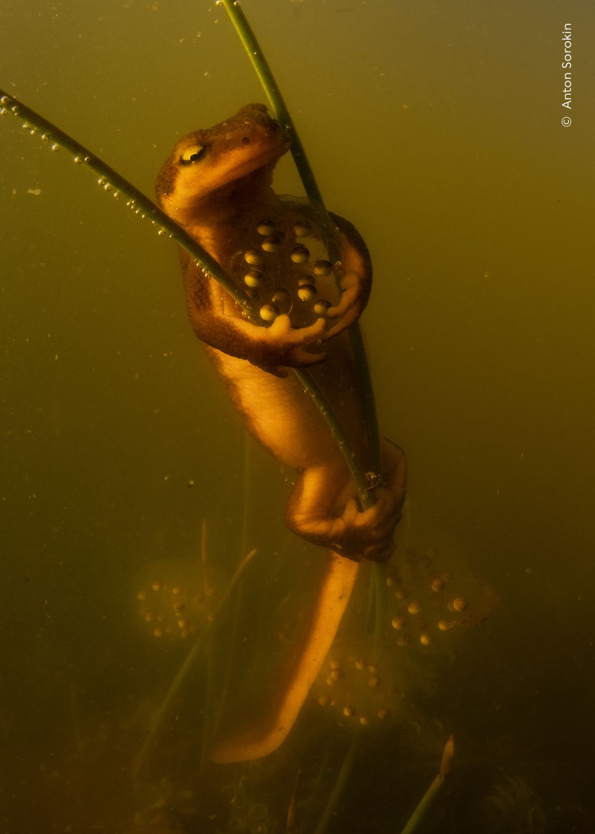 A California newt laying its eggs as it clasps vegetation that already holds another newt&rsquo;s egg clutch