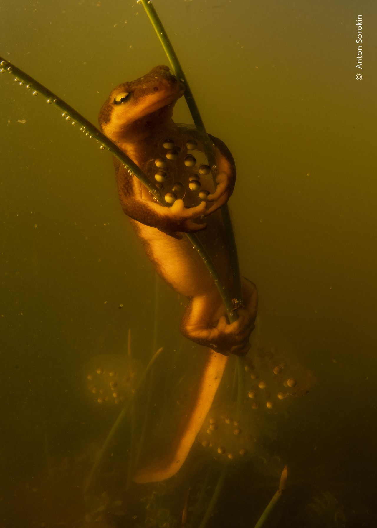A California newt laying its eggs as it clasps vegetation that already holds another newt&rsquo;s egg clutch
