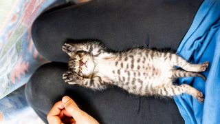 Kitten sleeping on its back in between someone's legs with its paws up above its head