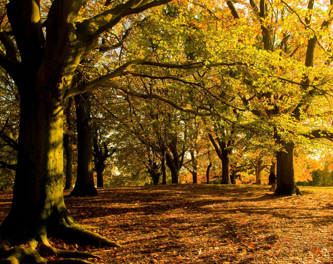 Trees on a sunny day in Britain.