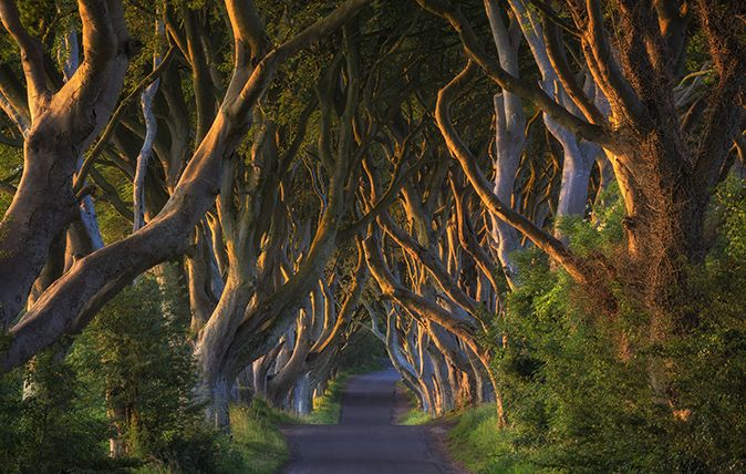 Northern Ireland, near Ballymoney, alley and beeches, known as Dark Hedges